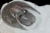 Harpid Trilobite From Jorf - Rare At Location #86779-4
